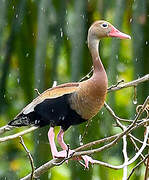 Dendrocygne à ventre noir