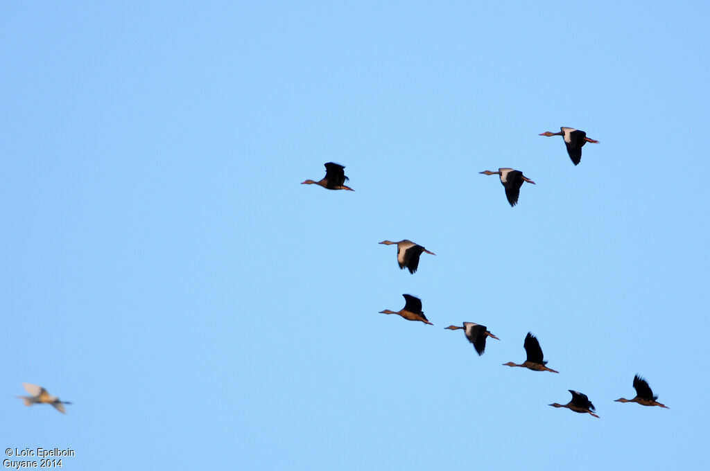 Dendrocygne à ventre noir