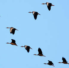 Dendrocygne à ventre noir