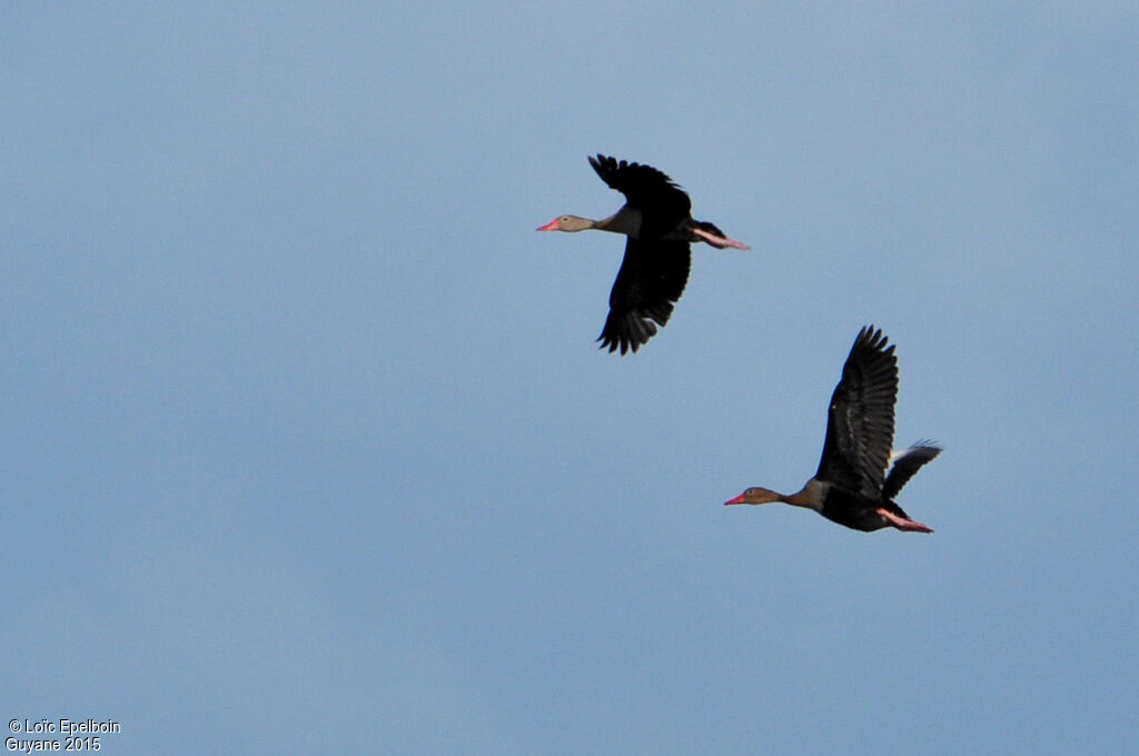 Dendrocygne à ventre noir