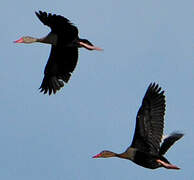 Dendrocygne à ventre noir