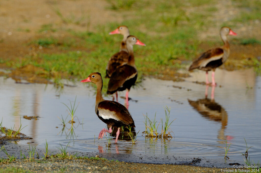 Dendrocygne à ventre noir