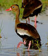 Dendrocygne à ventre noir