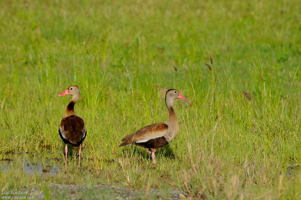 Black-bellied Whistling Duckadult, habitat, pigmentation