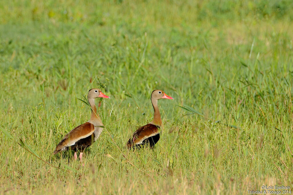 Dendrocygne à ventre noir