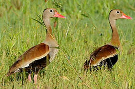 Dendrocygne à ventre noir