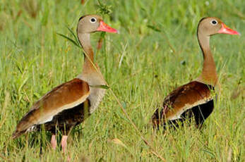 Dendrocygne à ventre noir