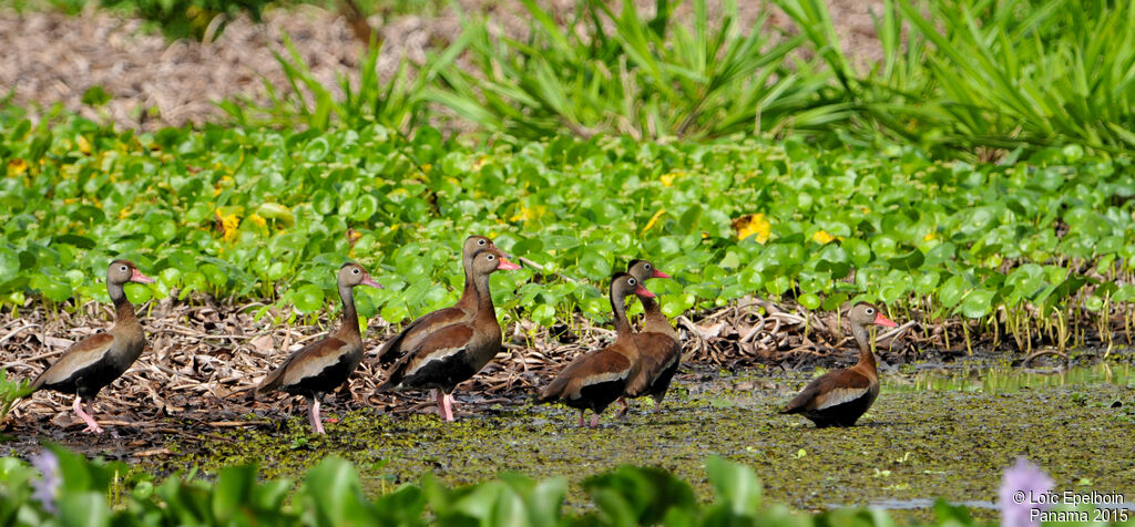 Black-bellied Whistling Duck