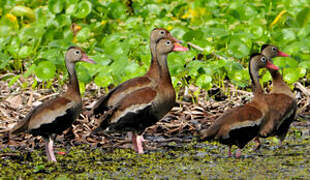 Black-bellied Whistling Duck