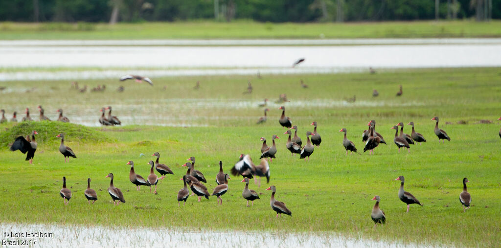 Black-bellied Whistling Duck