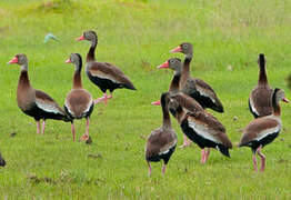 Dendrocygne à ventre noir