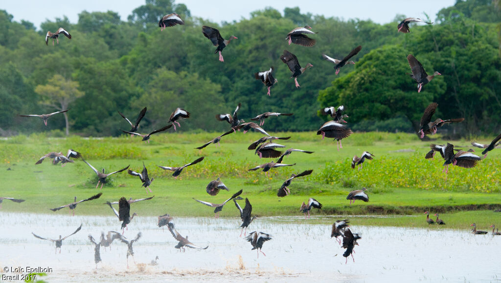 Dendrocygne à ventre noir