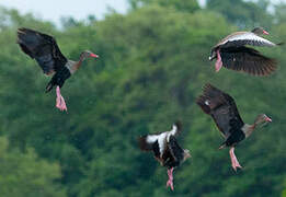 Black-bellied Whistling Duck