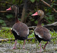 Dendrocygne à ventre noir