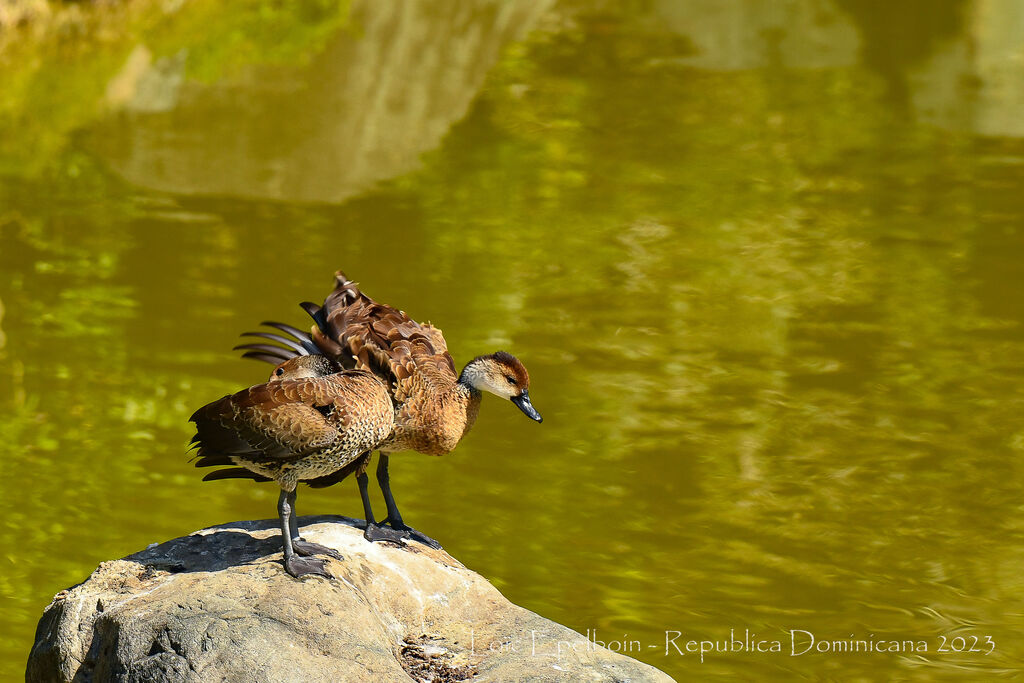 Dendrocygne des Antilles