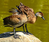 Dendrocygne des Antilles