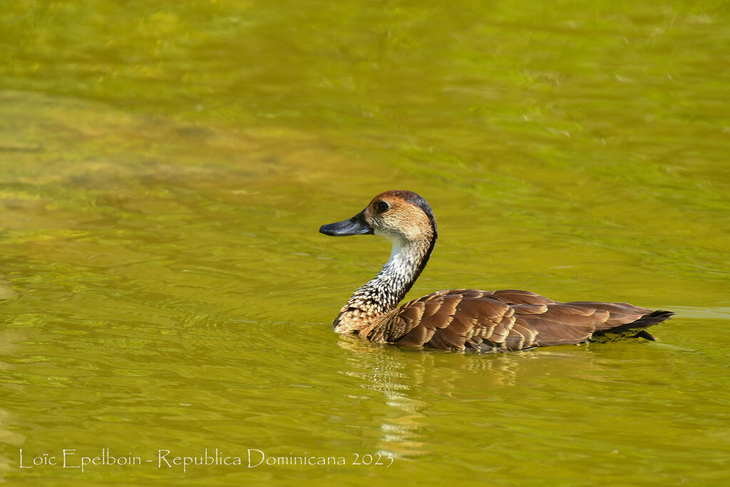 Dendrocygne des Antilles