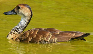 Dendrocygne des Antilles