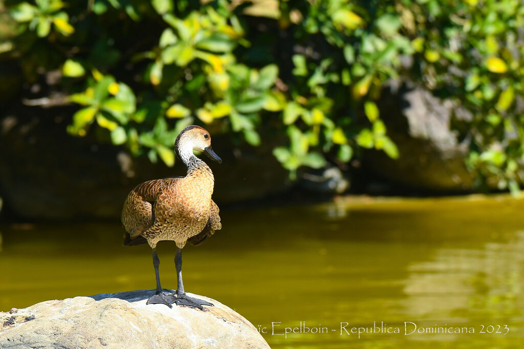 Dendrocygne des Antilles