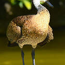 Dendrocygne des Antilles