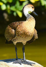 Dendrocygne des Antilles