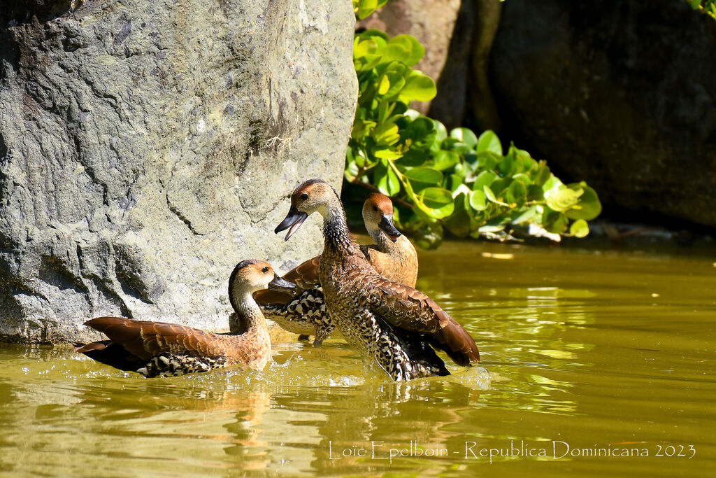 Dendrocygne des Antilles