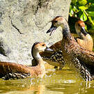 Dendrocygne des Antilles