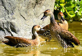 Dendrocygne des Antilles