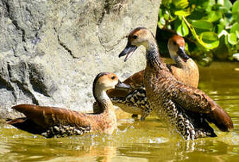 Dendrocygne des Antilles