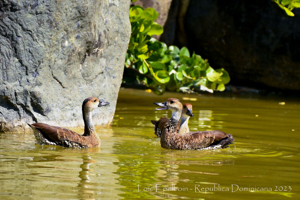 Dendrocygne des Antilles