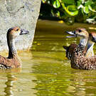 Dendrocygne des Antilles