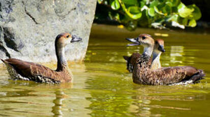 Dendrocygne des Antilles