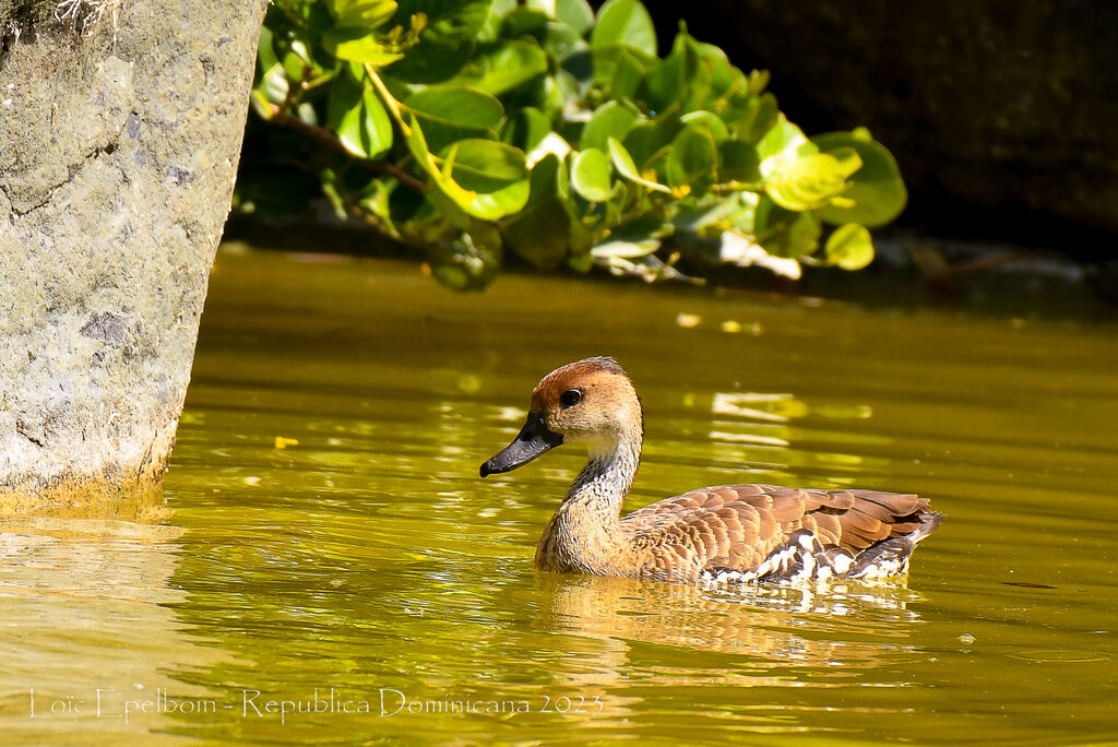 West Indian Whistling Duck