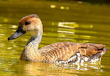 Dendrocygne des Antilles