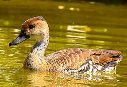 West Indian Whistling Duck