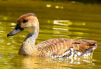 Dendrocygne des Antilles