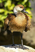 Dendrocygne des Antilles