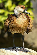 Dendrocygne des Antilles