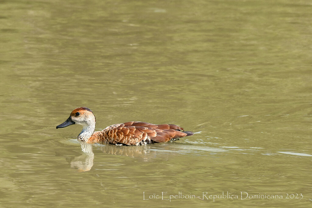 Dendrocygne des Antilles