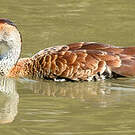 Dendrocygne des Antilles