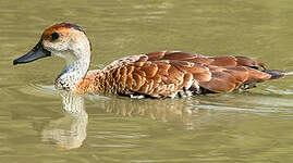 Dendrocygne des Antilles