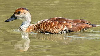 West Indian Whistling Duck