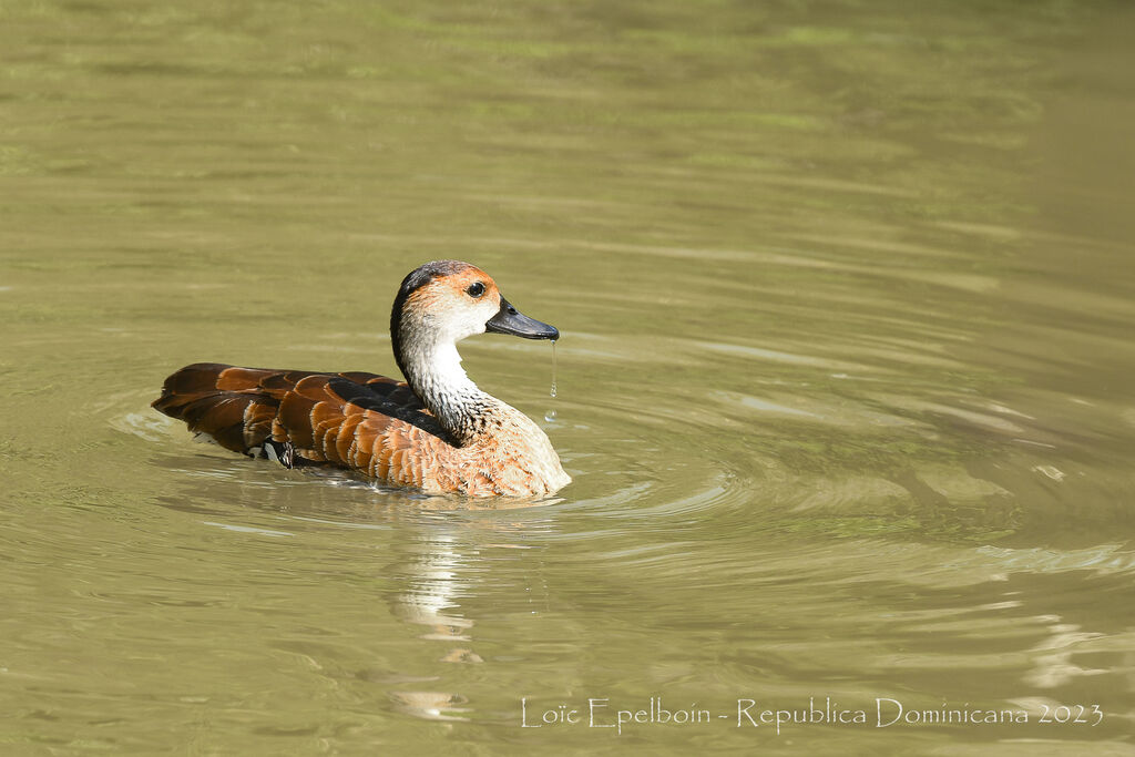 Dendrocygne des Antilles