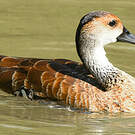 Dendrocygne des Antilles