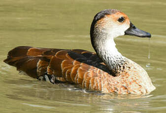 Dendrocygne des Antilles