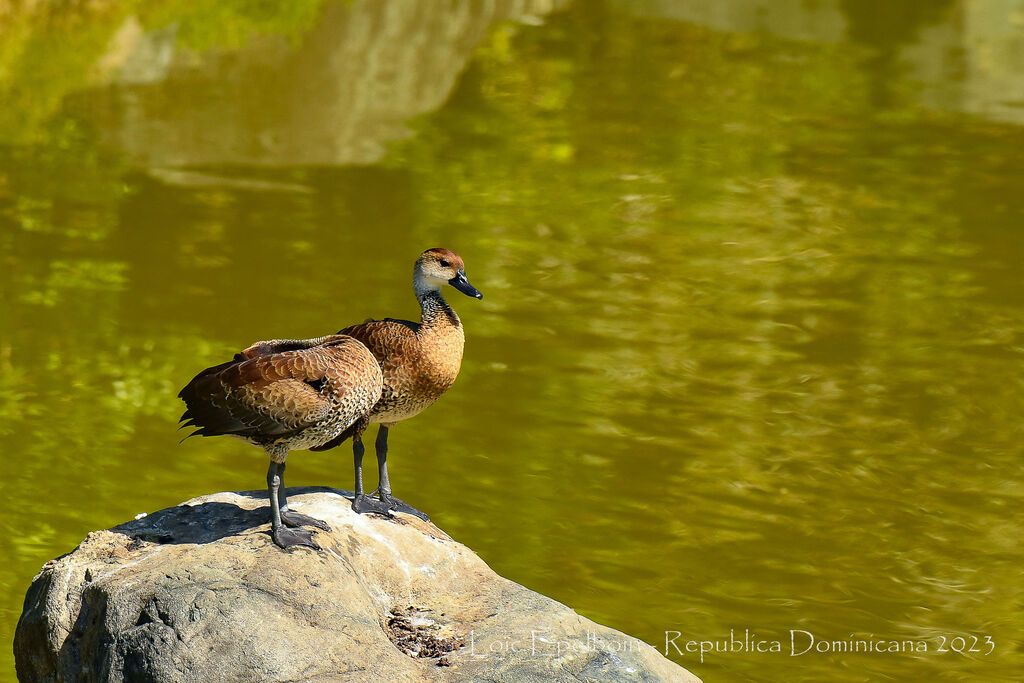 Dendrocygne des Antilles