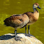 Dendrocygne des Antilles