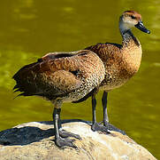 Dendrocygne des Antilles