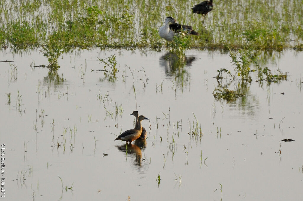 Lesser Whistling Duck