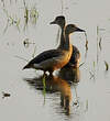 Dendrocygne siffleur